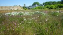 restauration de la biodiversité.jpg