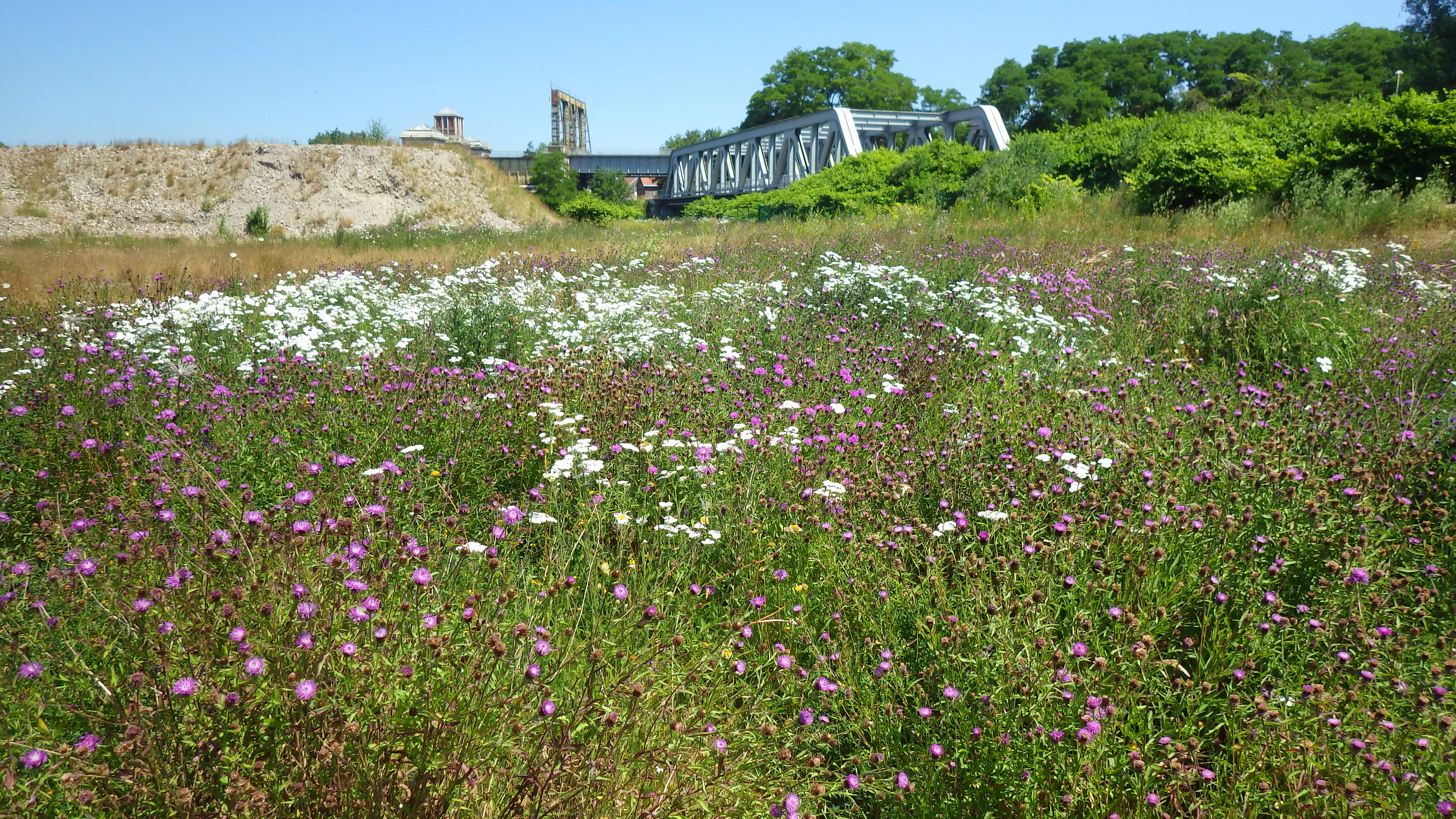 restauration de la biodiversité.jpg