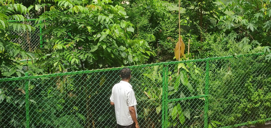 Forêt Miyawaki 9 mois après.jpg